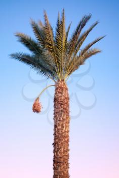 Date-palm tree above bright tropical sky