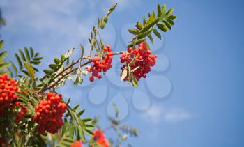 Branch of a rowan-tree with bright red berries against the blue sky