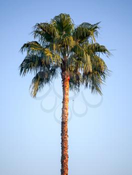 Bright palm tree above blue sky
