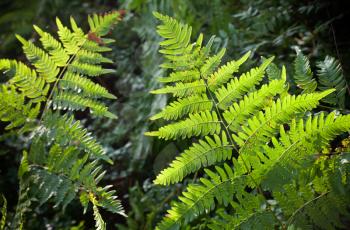 Fresh green fern forest background