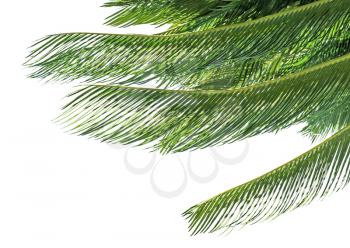 Bright palm leaves isolated on white