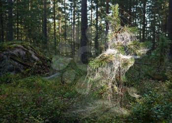 Little pine tree catch in a cobweb