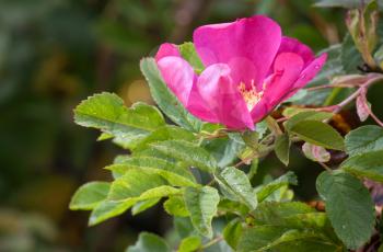 Wild pink rose on the branch in the garden