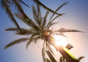 Palm leaves in the sunshine with sunbeam and beautiful lens flare;