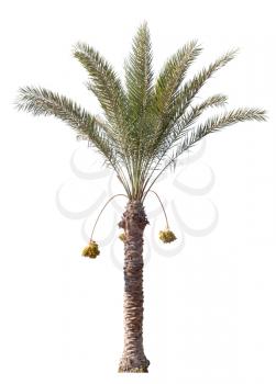 Date-palm tree isolated on white background