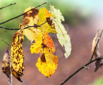 Bright orange autumn leaves on branch. Selective focus