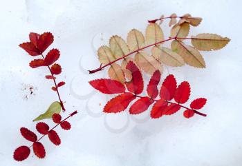 Bright red autumn leaves on fresh light blue snow