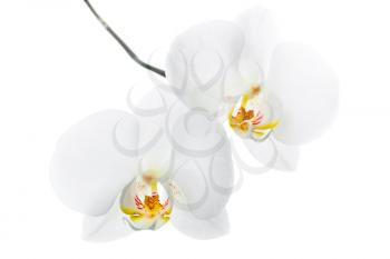 Phalaenopsis. Two white orchid flowers on one stem isolated on white background