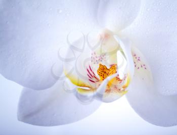 Phalaenopsis. White orchid flower macro with water drops and light blue soft light
