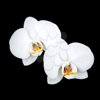 Phalaenopsis. Two white orchid flowers with dew isolated on black background