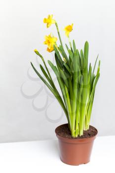 Yellow daffodils in a pot