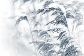 Dry coastal reed cowered with snow, monochrome nature background