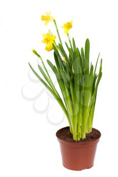 Narcissus. Yellow daffodils flowers in a pot isolated on white