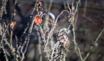 Frozen red rosehip on the wet branch