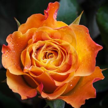 Wet orange and red rose flower close-up photo with shallow depth of field