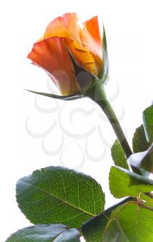 Wet red and yellow rose flower isolated on white