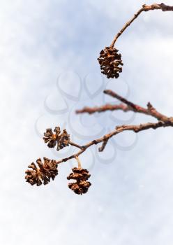 Macro photo of alder cones on snow background