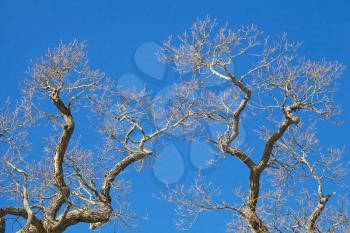 Old leafless trees branches above blue sky in winter season
