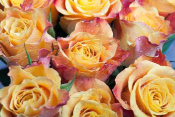 Bouquet of wet red and yellow roses flowers macro photo