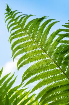 Macro photo of fresh green fern leaf above blue sky