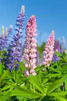 Colorful lupines flowers grow on the meadow in summer