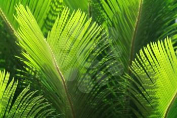 Fresh green palm leaves in the sunshine. Tropical background