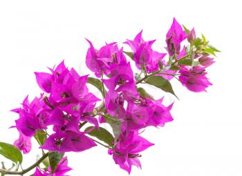 Macro photo of bright Bougainvillea flowers isolated on white