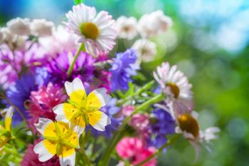 Colorful meadow flowers summer bouquet in the sunshine