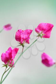 Pink sweet pea flowers (Lathyrus odoratus) above blurred green background