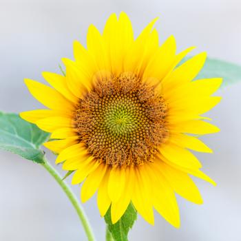 Young yellow sunflower closeup photo on gray background