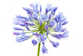 Bright blue Agapanthus flower. Macro photo isolated on white