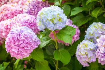 Pink and light blue hydrangea flowers on the branches
