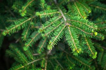 Bright green fir tree branches closeup photo