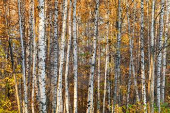 Autumnal birch forest photo background with white trunks and yellow leaves