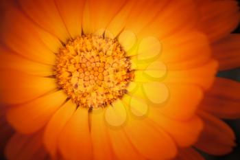  Macro photo of orange yellow calendula flower