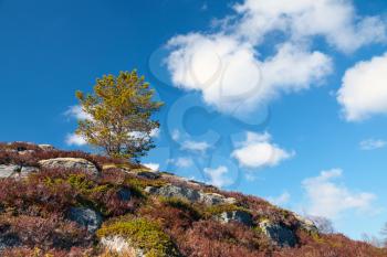 Small pine tree on rocky mountain in Norway