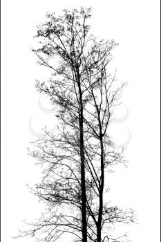 Black leafless twin trees photo silhouette on white background