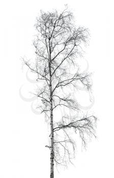 Birch tree without leaves in winter season isolated on white