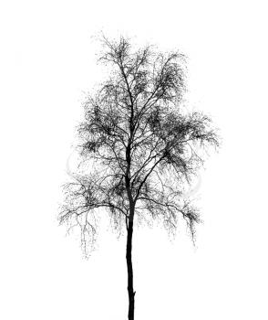 Birch tree silhouette isolated on white background