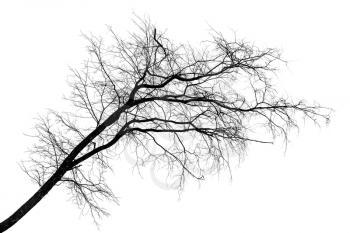 Black silhouette of tilt leafless tree isolated on white background