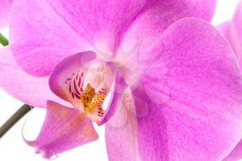 Pink orchid flower isolated on white, macro photo