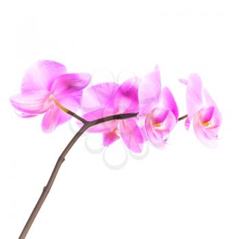 Pink orchid flowers group isolated on white