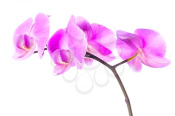 Bright pink orchid flowers group isolated on white