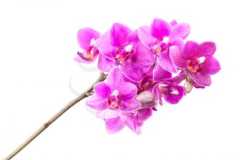 Group of pink orchid flowers isolated on white background