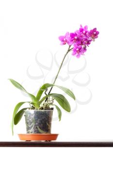 Domestic pink orchid flower in pot isolated on white background