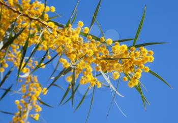 Yellow flowers of Golden wattle. Acacia pycnantha macro photo