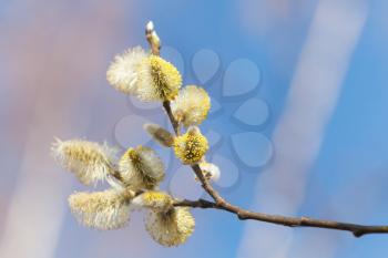 Yellow willow flowers in spring forest. Macro photo