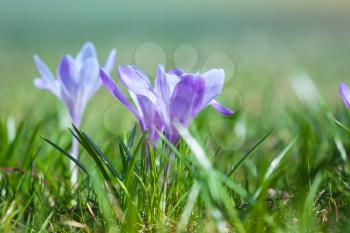 Crocus flowers grow on the spring meadow, macro photo