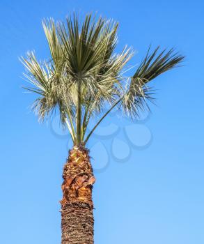 Small palm tree above clear blue sky background