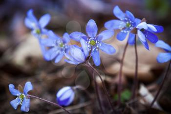 Blue Hepatica flowers in the spring forest. Closeup photo